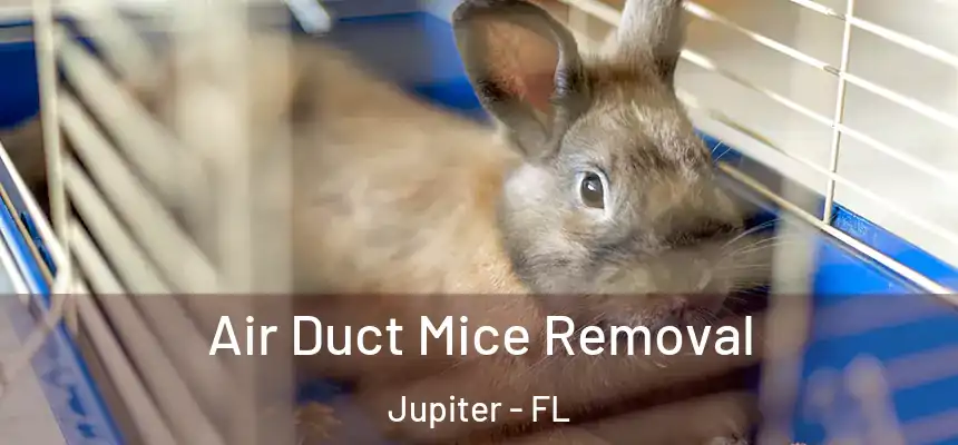 Air Duct Mice Removal Jupiter - FL